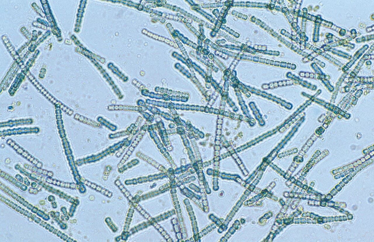 Synthetic Chloroplast Pathways for Direct Carbon Fixation